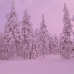 somewhere-wonderful:  Pictures from skiing trip to Lapland 