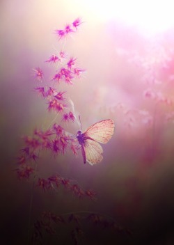 dreams-in-my-sky:  .   “Well, I must endure the presence of a few caterpillars if I wish to become acquainted with the butterflies.”  ― Antoine de Saint-Exupéry,  The Little Prince 