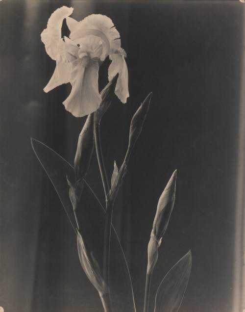 dame-de-pique:   Laura Gilpin - White Iris, May 1926