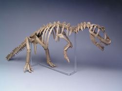 paperphiliac:  Origami Allosaurus Skeleton designed and folded by Robert Lang