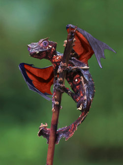 theguilteaparty:  dirk-strider-rider:   camiekahle:   themooncakethief:   marcelxo:   Satanic Leaf-Tailed Gecko   Dragons   SATANIC OMG   I want one, I shall name him…Gex   Mrarrrrkekekekekekurrrrr 