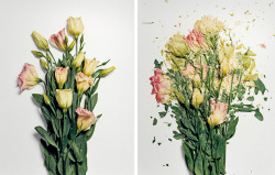 mfjr:  Flowers dipped in liquid nitrogen and then smashed. 