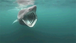 underthevastblueseas:  The basking shark is the world’s second-largest fish. In summer, it swims open-mouthed at the surface, filtering out plankton. Every hour, the basking shark passes up to 395,000 gallons (1.5 million liters) of seawater through