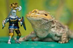 Never laugh at live dragons ~ J.R.R. Tolkien  (Bearded Dragon Lizard)