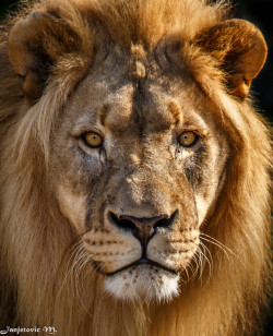 Bendhur    llbwwb:  (via 500px / Lion (Panthera leo) by Mladen Janjetovic)