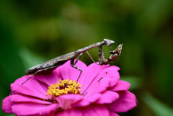 //Praying Mantis on Flickr.