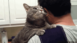 xtoxictears:  dracmakens:  emile8:missharpersworld:  Anyone who says cats aren’t affectionate is a liar.  itsawonderfulhealthylife     I hate when people say cats aren’t affectionate. My baby boy is the most loving thing and always cuddles me like