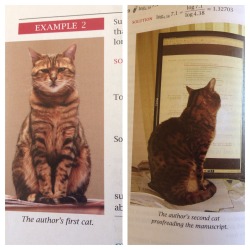 seungristrawberry:  The author of my math book just decides to throw in pictures of his cats every so often through the chapters… 