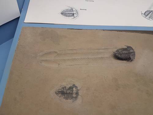 cipheramnesia:cipheramnesia:  bogleech:cdn-apex-predator:omghotmemes:  This Trilobite walked 6 inches 600 million years ago to send us all a dick pic   the long game   Imagine in another 600 million years your fossilized corpse is found by things that