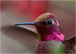Beauty is in the details (Ruby-throated Hummingbird)