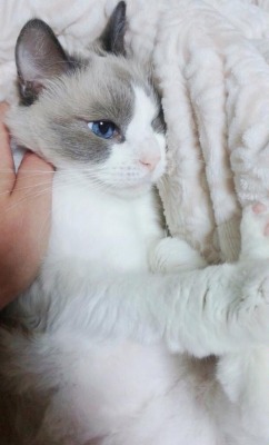 This cat is really prettier than your BM