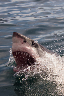 brazenbvll:  Great White Shark | Anna Phillips