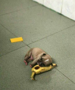 dajo42:my name is Pup,and wen i tire,and so tu slepi muste retire,i haf no needfor pillowed hed-i lay on froot.banana bed.