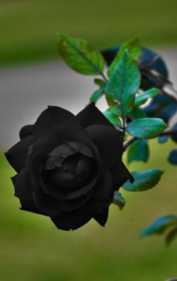 inmortalciel:ratustuff:  Natural Black Rose ~ the Black Rose grows only in Halfeti, Turkey. Black roses are incredibly rare and although they appear black they are actually a very deep crimson color.                                    
