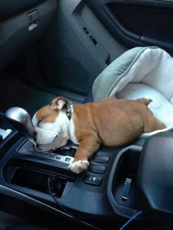 dissollve:  multicolors:  awwww-cute:  driving in his dream   OH MY GOD  GIVE ME IT