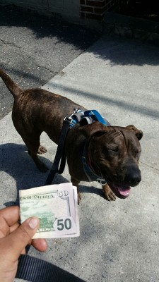 note-a-bear:  Reblog the money dog in 50