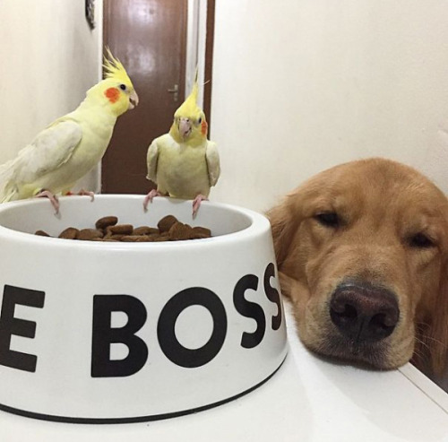 fairliemaye:  tastefullyoffensive:  Bob the golden retriever is best friends with eight birds and a hamster.(photos via @bob_goldenretriever/imgur)  Did you need a fun break from all the porn?