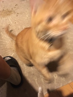 That moment when you try to get an adorable picture of a kitty and they jump right when you push the button :3