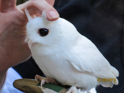 habitualshaker: featheroftheowl:  Albino Screech Owl - Eastern Morph by Quincy the Matchmaker  this is a moth 
