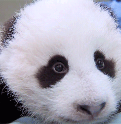 vaca-pipoqueira:  ∞ reasons to ♥ pandas: pandas + eyes