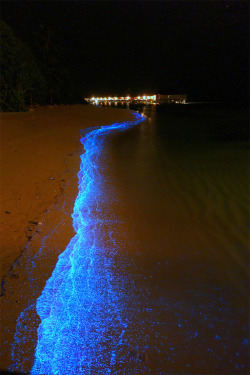 chezpicker-uk:  A Maldives beach awash in bioluminescent Phytoplankton looks like an ocean of stars   It does