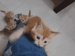 i-justreally-like-cats-okay:  CATs galoreeeeeeeee
