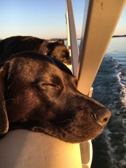 awwww-cute:  7 miles of glass, in the afternoon sun, after a long day at the sandbar (Source: http://ift.tt/2fG6ZP9)