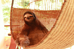 bomburrito:  Buttercup the Sloth by sarahcdixon2012 on Flickr. 