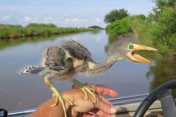 mothbug:  pipistrellus:  clayorey:  Wonder what happened to the dinosaurs? This is a baby Blue Heron.  #put that thing back where it came from or so help me  *very tiny jurassic park theme music*