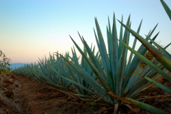 chido-thecool:  raulmacias: Maguey Agave