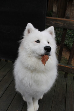 ellie-the-samoyed:  I told her to go find a toy and she brought me a leaf.  