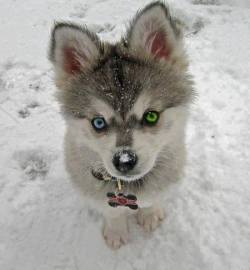 In his true element (Siberian Husky puppy with heterochromia iridis, eyes of different colour)