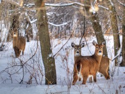 Silent beauty (deer in wintery forest)