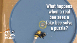 neil-gaiman:overlord-puffin: msfcatlover:  neil-gaiman:  madsciences:  robotsandfrippary:  robotlyra:  paranoidgemsbok:  newshour:  What does it take to teach a bee to use tools? A little time, a good teacher and an enticing incentive. Read more here: