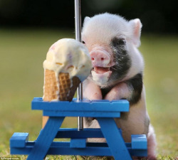 sxctogether:im-the-doctor-basically-run: True happiness exists and it is a piglet eating ice cream at a mini picnic table under a mini umbrella.   I just fell in love
