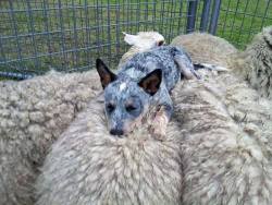 awwww-cute:  An Australian Blue Heeler goes to sleep on top of the flock it has herded