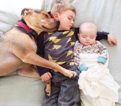 christel-thoughts:mymodernmet:  Theo and Beau, the adorable toddler and his loving dog who have achieved viral fame for taking daily naps together, are now joined by their baby sister Evvie for their sweet afternoon siestas.  It was over when her little