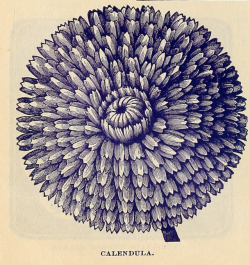 nemfrog: Calendula. Catalogue of rare Florida flowers and fruits. 1892. 