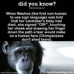 did-you-kno:  When Washoe (the first non-human to use sign language) was told that her caretaker’s baby had died, she signed “CRY”, touching her cheek and drawing her finger down the path a tear would make on a human face (Chimpanzees don’t shed