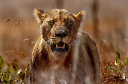 big-catsss:  Muntshe Lioness 4 by holtphoto