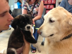 officialpuppy:  daisy meeting her new sister for the first time…. I think she likes her 