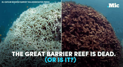 the-future-now:  There’s still time to save the Great Barrier Reef (x) | follow @the-future-now 