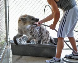 wildhyaena:  I can’t get over how adorable Jake is. LOOK AT HOW FRIGGIN ADORABLY CUTE HE IS WHEN HE GETS A BATH. I couldn’t find a share button on Facebook for all of these, so all photos are copyright Bryan Hawn and whoever took them.  omfg look
