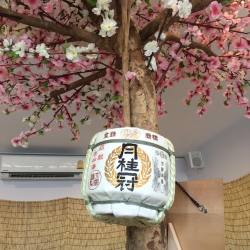 ypawin:  Sakura in the room. (at Tsubame Sushi) 
