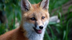 mrdegradation:Here’s a cute fox that may or may not be my new desktop backgroundEeee, cutie~! &lt;3