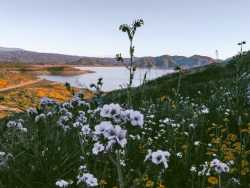 leaberphotos:  My meadowlark sing to meDiamond Valley Lake, California instagram