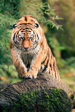 r2&ndash;d2:  Tiger by (René Unger) 