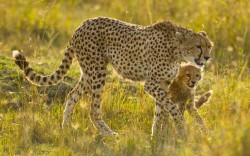 Long-legged beauty (Cheetah with her cub, Maasai Mara, Kenya)