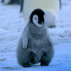 animal-factbook:  Penguins are excellent dancers. This has been portrayed in the media through books like Mr. Popper’s Penguins and the movie Happy Feet, but the extent of their dancing abilities are best captured in the wild. Their favorite genre is