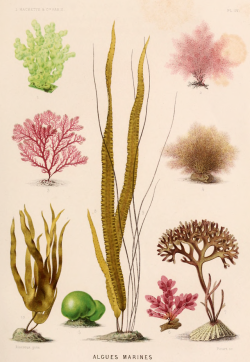 nemfrog: Plate IV. Seaweed. Le monde de la mer. 1866. 